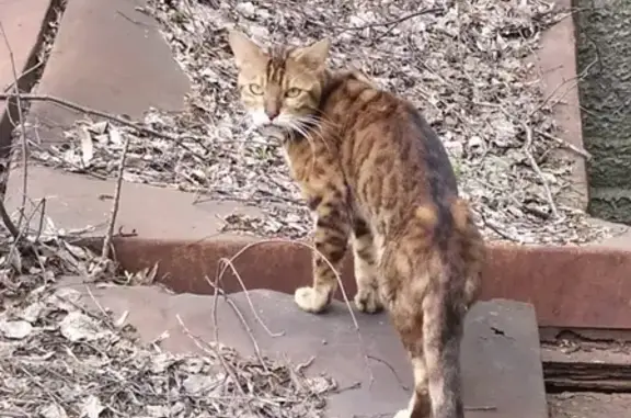 Найден худой кот на ул. Автомоторной, САО.