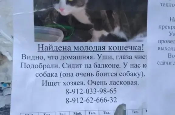 Найдена домашняя кошка в Верхней Пышме на ул. Калинина