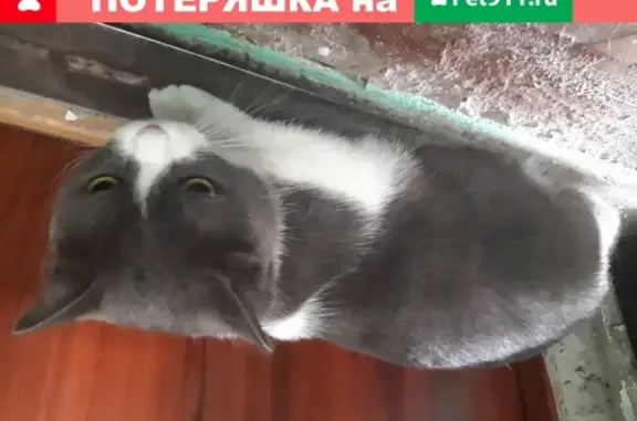 Найдена кошка в доме 47 на ул. Республики
