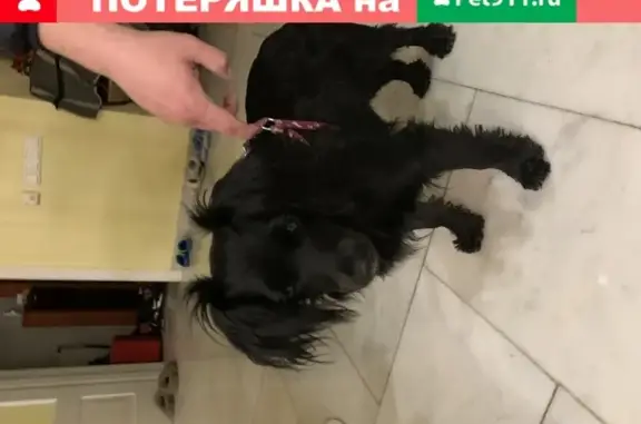 Собака найдена: ул. Кобякова 1, Ростовская область