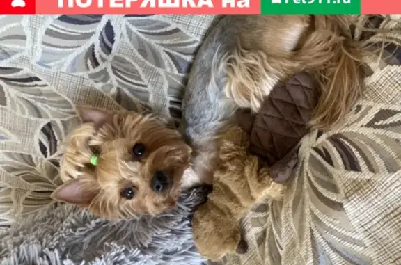 Собаки потеряшки, Калининград, фото: Потеряшка собака Йорк в Калининграде, ул. Озерковая 33