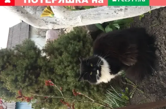 Кошки потеряшки, Курск, фото: Потеряшка кот Черныш, нужна помощь! (31 символ)