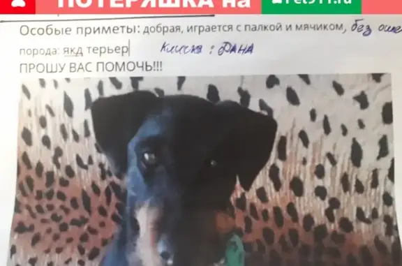 Пропала собака Порода ягд-терьер, кличка Дана, возраст 5 лет. Егорьевск.