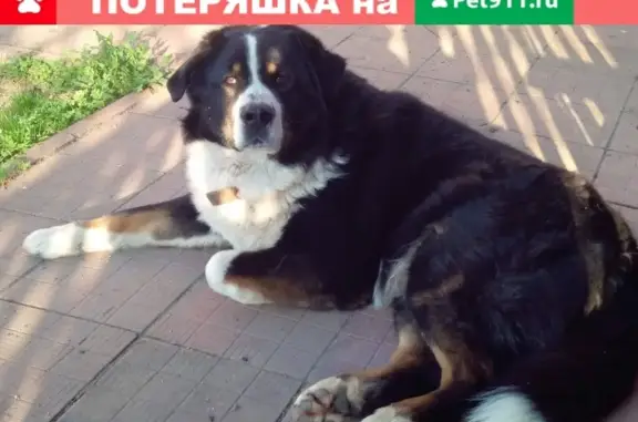 Пропала собака на Мелиоративной ул. в Костроме