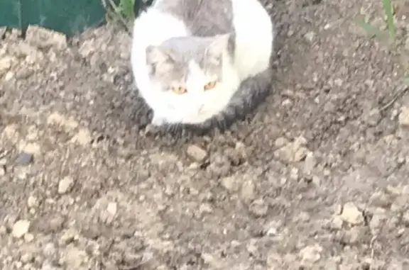 Найдена кошка на ул. Советской, Искитим