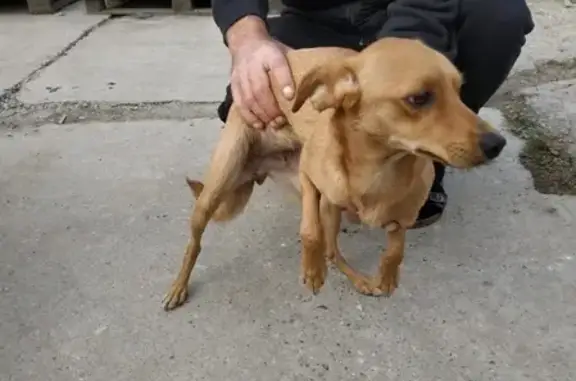 Собака Девочка найдена возле КП Дубровка, Москва