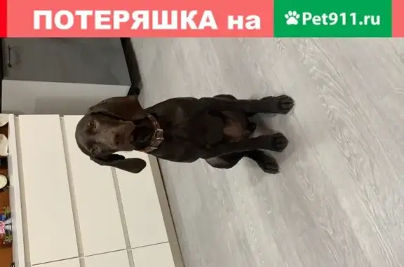 Пропала собака в Новолуговом СНТ.