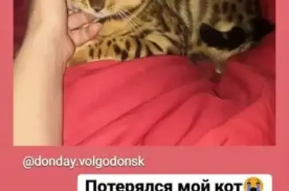 Потерянные животные Волгодонск, фото: Пропал котик в квартале 6, Волгодонск, Ростовская обл.