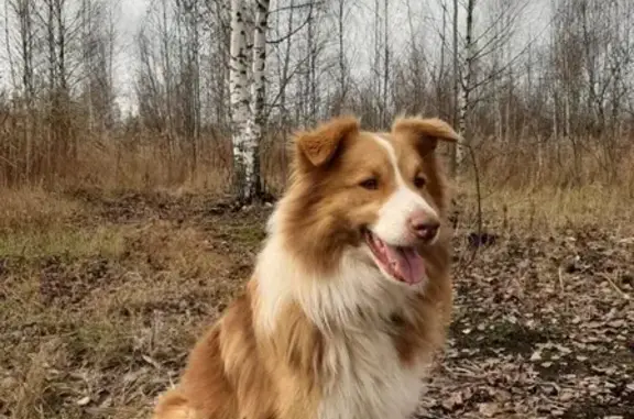 Пропала собака Эльбрус в Ильинском, Тверская обл.