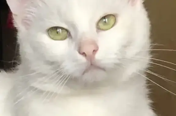 Потерянные животные Москва, фото: Пропал кот Вася на ул. Планерная