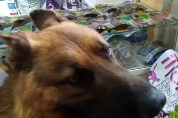 Найдена собака с сломанной лапой в Челябинске
