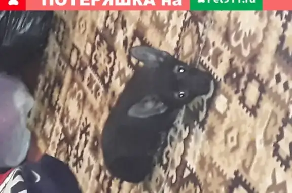 Собаки потеряшки, Пятигорск, фото: Потеряшка мини той терьер в Пятигорске