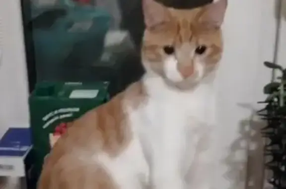 Пропала рыжая кошка в Краснопахорском поселении, Москва