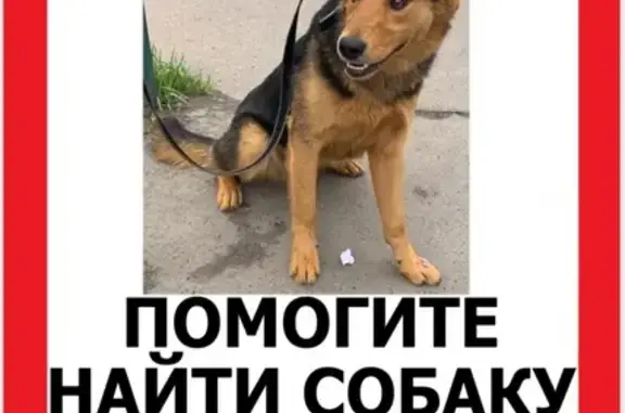 Пропала собака в Хлопенево, Московская область
