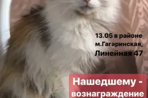 Потерянные животные Новосибирск, фото: Пропала кошка Нафаня, Линейная улица 47, Новосибирск