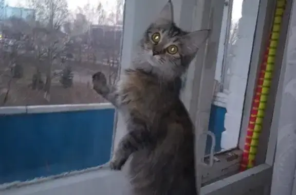 Кошки потеряшки, Муром, фото: Потеряшка кошка на 3 этаже Воровского 95 в Муроме