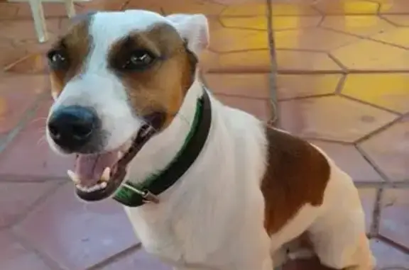 Пропала собака с пятном в виде сердца в Анапе