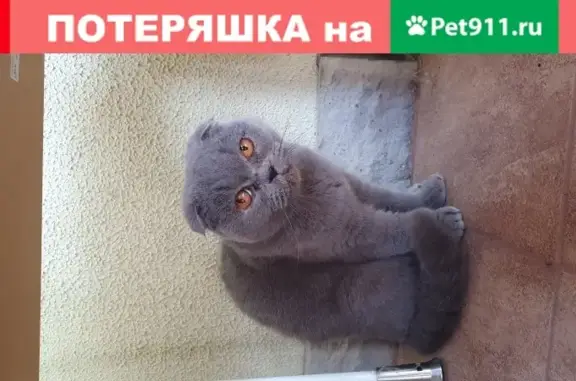 Найдена кошка в Москве, деревня Каменка, 50