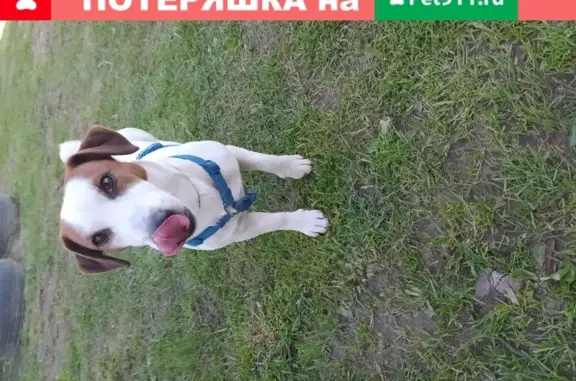 Собака пропала на даче в Лотошино