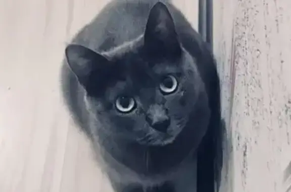 Пропал кот в СНТ ВТО, русский голубой породы, зеленые глаза, без адресника. Пожалуйста, помогите найти!