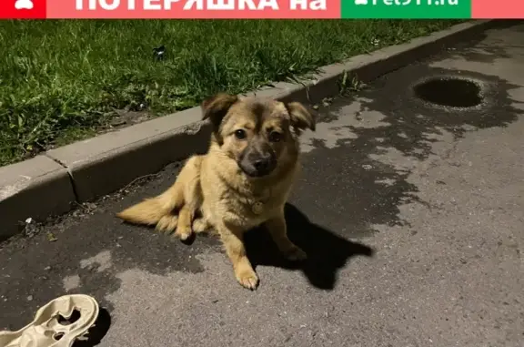 Найдена собака в Москве на Коломенском проезде