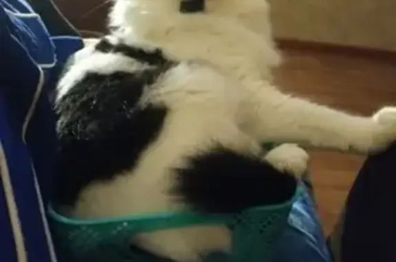 Кошки потеряшки, Санкт-Петербург, фото: Потеряшка кот 