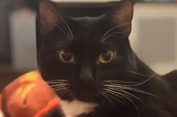 Пропала кошка в Москве: черный кот с белой грудкой и лапками.