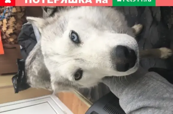 Собака найдена в Тюмени: ищем хозяев!