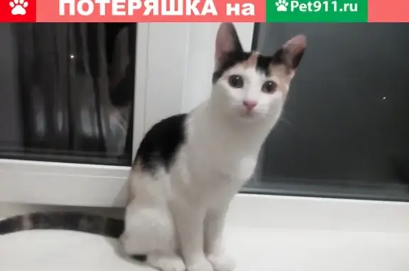 Пропала кошка Килька в СНТ Михнево, вознаграждение