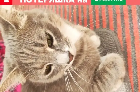 Найдена серая кошка возле остановки Пионерская в Екатеринбурге