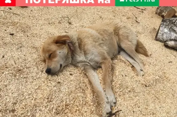 Пропала рыжая собака с ошейником в Любучанах
