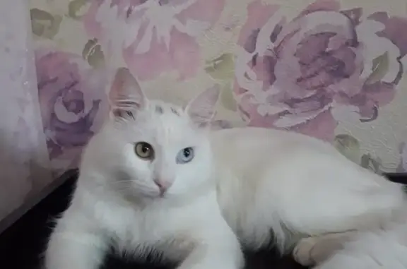 Пропала кошка в Михайловске, ул. Орджоникидзе