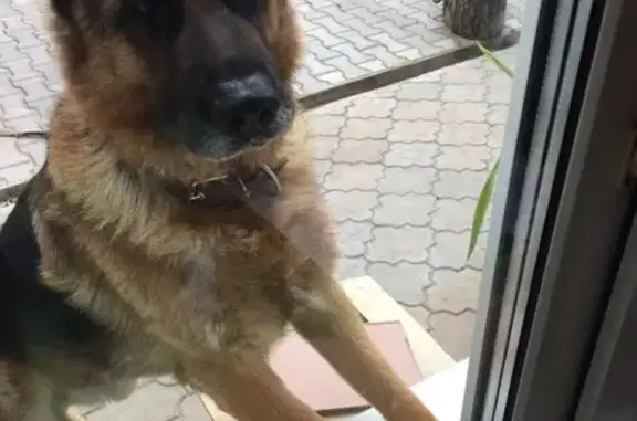 Пропала собака Гастон в Оренбурге