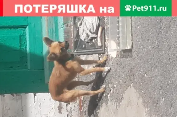 Найден щенок Чихуа Чихуа на ул. Пушкинская, Ростов-на-Дону