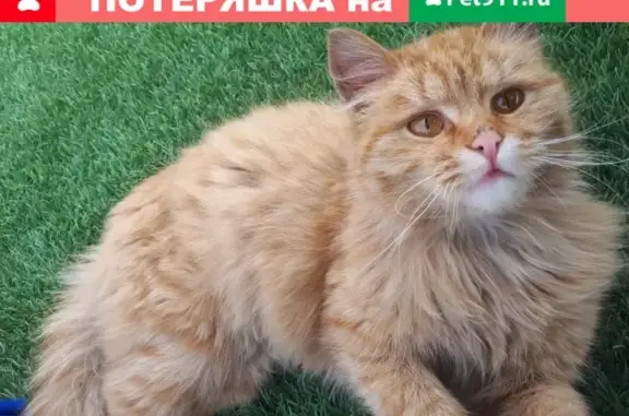 Пропала кошка Кеха в Братске