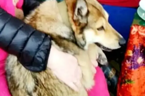 Пропала собака в Харькове с тряпичным ошейником цвета хаки