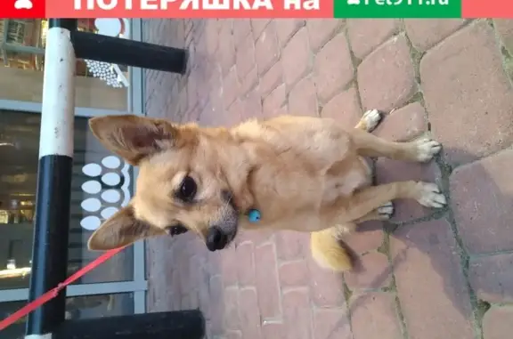 Собака с красным поводком найдена на Крымской ул. 3к1.
