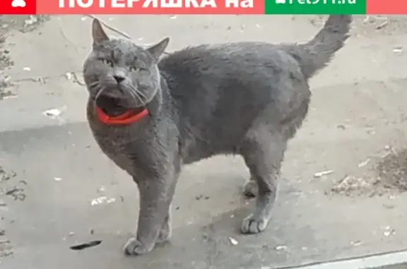 Пропал серо-белый кот на ул. Пивченкова