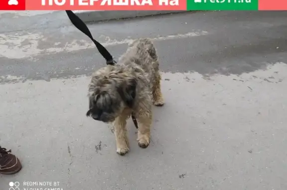 Найдена ласковая собака на Рязанском пр.