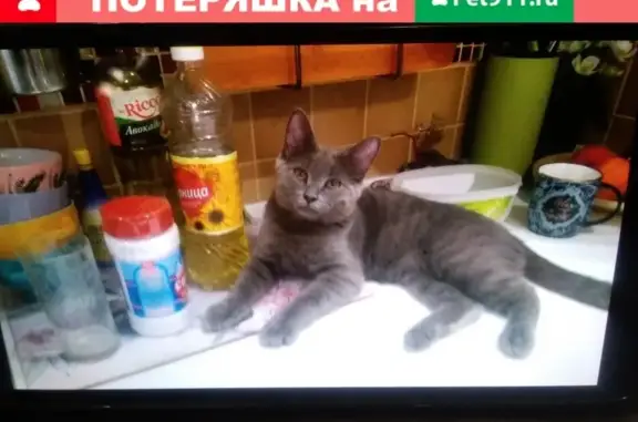 Пропал серо-серебристый кот в СНТ Луч (Московская обл.)
