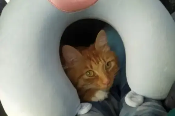 Кошки потеряшки, Москва, фото: Потеряшка рыжая кошка Морошка в Обручеве (тел. 8917-596-80-93)