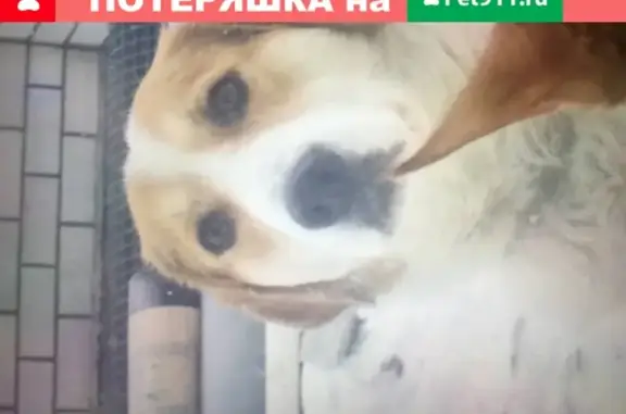 Собаки потеряшки, Луховицы, фото: Потеряшка собака в микрорайоне Молодежный-3, Луховицы, Московская обл.