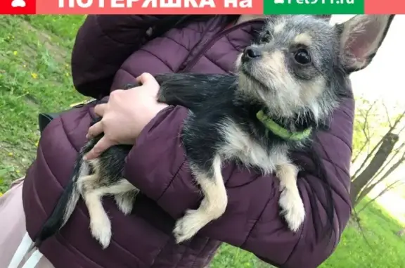 Найдена маленькая собачка с зелёным ошейником в Балашихе