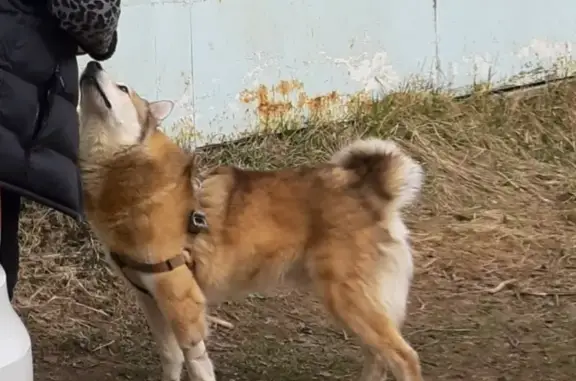 Пропала собака Лайка в Звенигороде!