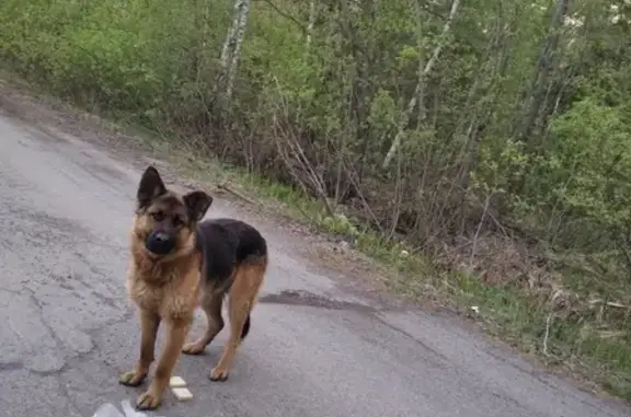 Собака на Черноисточинском шоссе, ищет хозяина.