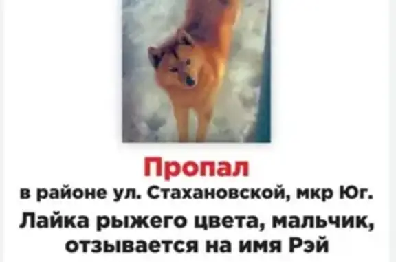 Потерянные животные Нижний Новгород, фото: Пропала Карело-финская лайка на ул. Стахановской (25)
