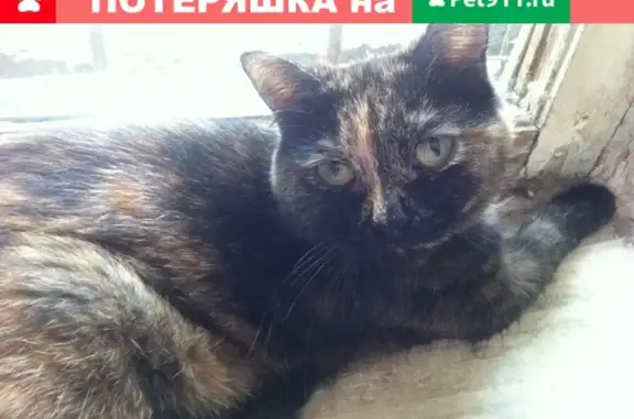Найдена кошка в Екатеринбурге на Парковом переулке