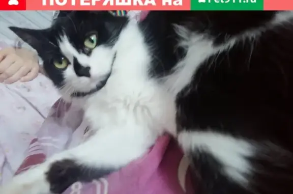 Кошки потеряшки, , фото: Потеряшка кошка Сима в Тобольске, 10 мкр.