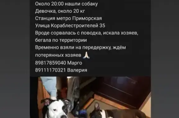 Найдена собака на ул. Кораблестроителей в СПб