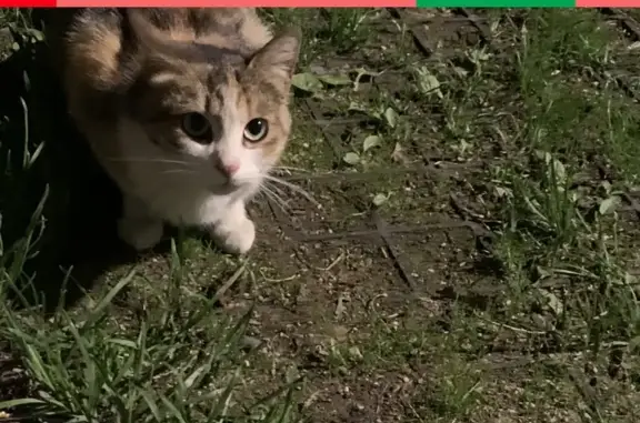 Найдена домашняя кошка на ул. Советской Армии, +7.9263635653